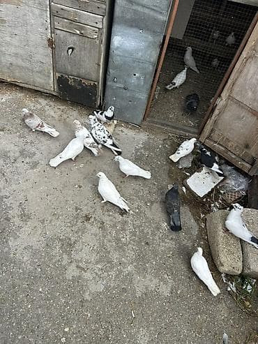 şpits itleri qiymeti: Kom 5 manatdan — 5