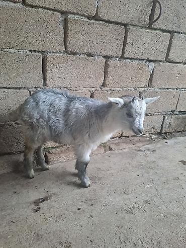 tap az ev quslari: Disi Sane erkey lubiyan — 4