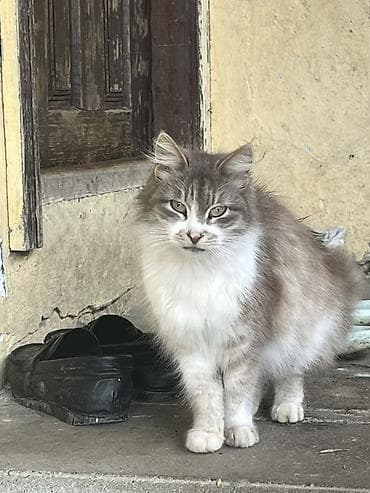 Pişiklər: Yaxşı əllərə, Ünvandan götürmə — 2