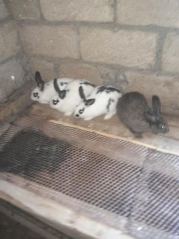 iri buynuzlu heyvanlar: 5 edeti 4disi di bogasdi bir ekedi 75m. qimet sondu — 3