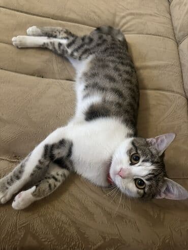 pişik üçün daraq: Dişi, Yaxşı əllərə, Ünvandan götürmə — 4