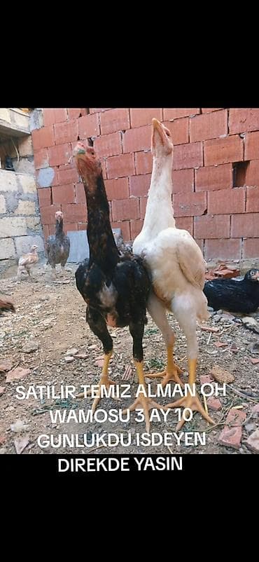 cins dana: Toyuq, Damazlıq — 3