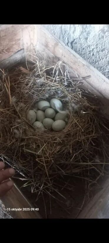 ordək adları: Dişi, Damazlıq, Pulsuz çatdırılma — 3