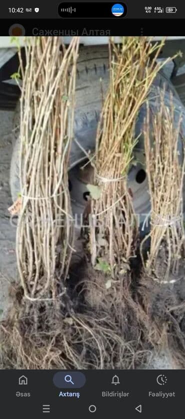 саженцы малины зюгана: Moruq tingləri məhsuldar Polka qırmızı və sarı növlər Məhsulun — 7