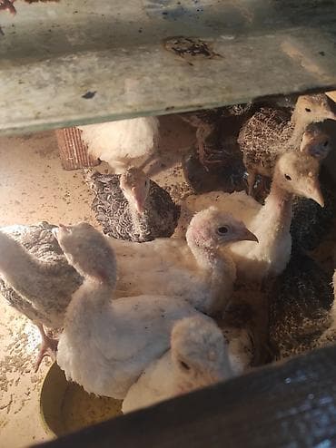 Другие с/х животные: 1 aylıq Amerikan bronz Hinduşka satılır 15 ədəddi 1 ədədi 10 azn — 4