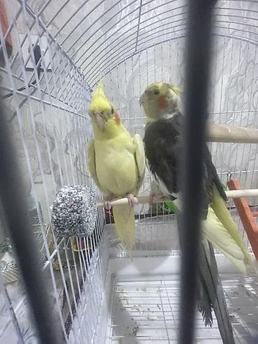 korella satışı: Nimfa (Cockatiel) cütlüyü – evdə bəslənən dekorativ tutuquşular — 2