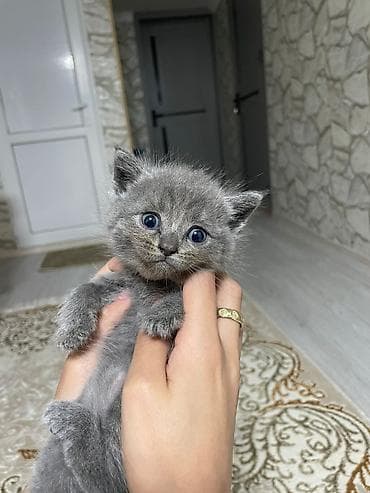 cin bildircin: Ev pişiyi balaları – ev şəraitində böyüdülmüş - Cins: ev pişiyi (qısa — 6