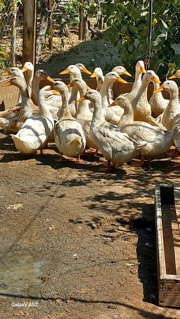 ordek balasi nece gune cixir: Ag ordeklerdi 5ayliqdirlar bir iki aya yumurta da verecekler biri 13 — 3