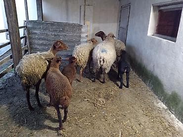 qurbanliq qoyunlar: Dişi, Qala, il: 1, 50 kq, Damazlıq, Ünvandan götürmə — 2