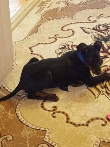 немецкие овчарки купить: Доберман, 2 месяца, Самец, С прививками, Самовывоз — 2