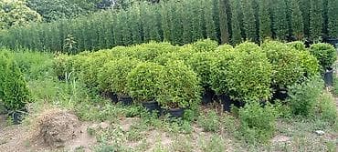 püste ağacı: Thuja və dekorativ kollar – qablarda - Növlər: şam ağacı tipli — 4
