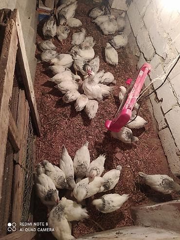 Serebrist cuceler 1 ay 10 günlük 4.50 qiyməti cekileri 750 qrama kimi