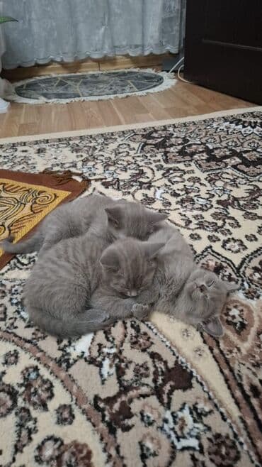 pişik sahiblendirme: 🐾 Britan Blue balaları satışdadır! Ev şəraitində böyüdülmüş, çox sakit — 5