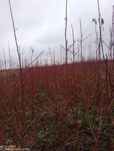 zeytun satilir: Sağlam meyvə tinglərin satişi çatdırılma pulsuz — 6