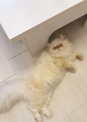 Pişiklər: Fars, Cütləşmə üçün — 5