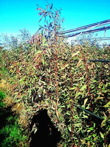 Все для дома и сада: Salam . Türk evkalipt ağacılari satişda var say çoxdur . topdan — 2