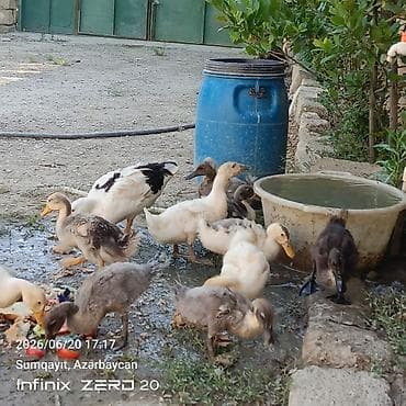 it adları erkek: 11 bala səsli ördəkdilər analarida yanlarındadı birdə macar erkey lal — 1
