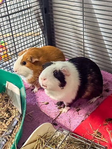 gəlincik heyvan: Guinea Pig balası alıram. Kimdə erkək bala varsa zəhmət olmasa mənimlə — 1