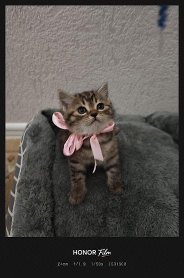 amerikan staf: Tabbi, Yaxşı əllərə — 2