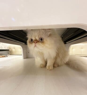 в добрые руки баку: Fars, Erkək — 3