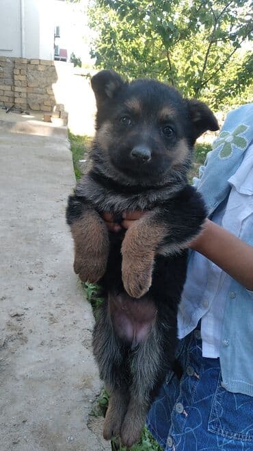 tuklu itlər: Alman çoban iti, 2 ay, Erkek, Peyvəndli, Ödənişli çatdırılma — 7