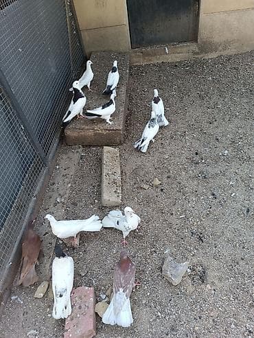 Quşlar: Biri 10-50₼ arası satılır. Kürdə satılır — 2