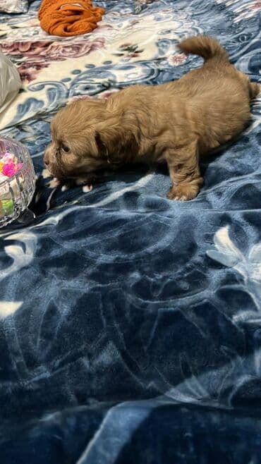 basenc itləri: Peyvəndli — 8