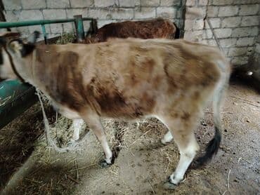 lal ordək yumurtası: Dana, buzov, Dişi, Holsteyn, ay: 1, 560 kq, Ətlik — 5