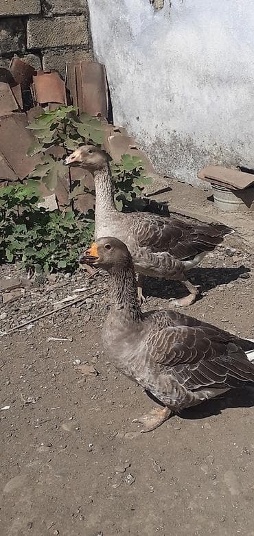 cins xoruz: 2 ədəd Tula döyüş qazları erkəy və dişi.2 ədəd ana qaz biri ala çox — 5