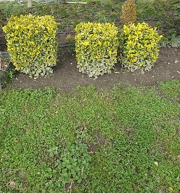 ot bicən satışı: Bəzək kolları və iynəyarpaqlı topiarilər – landşaft üçün - — 3