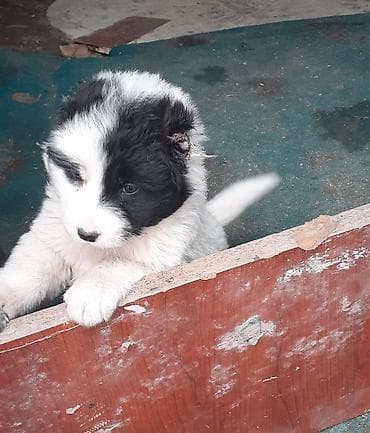 barama qiyməti: Qafqaz çoban iti, Dişi — 8