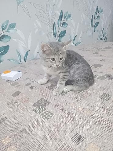 misir pişiyi: Britan, Erkək, Yaxşı əllərə, Ünvandan götürmə, Ödənişli çatdırılma — 4