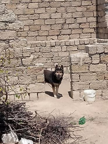 İtlə bağlı elan 1yas 2 ayligdi erkeydi - Növ: Ev və həyət üçün