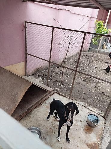 avcarka balasi satisi: 1 il, Peyvəndli, Ödənişli çatdırılma — 1