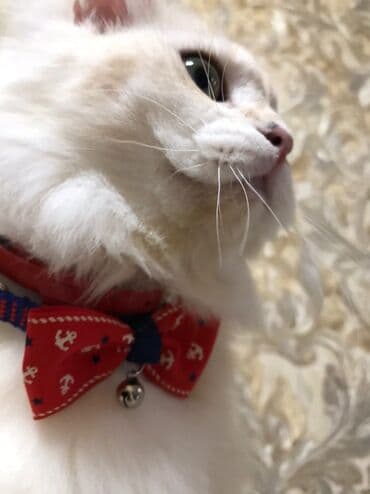 шиншилла британская: Britan, Erkək — 10