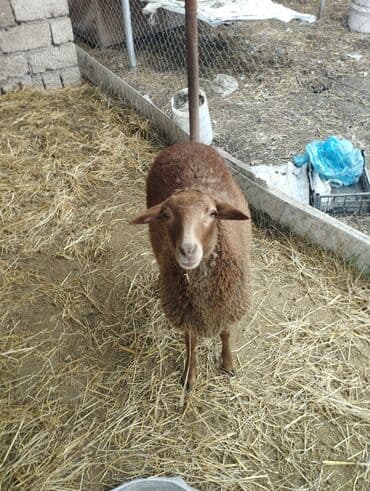 Gəmiricilər: Hər ikisi cins quzlaridir iksdə dişdir 5-6 aylıq quzlardir qiyməti — 20