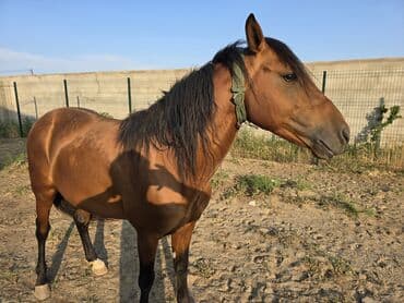Qarabağ Atı.yaş 4.5 Erkək. unvan Bakı Balaxanı. tam sağlam və təmiz