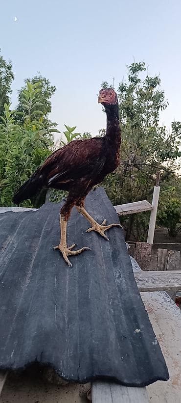 rengli quslar: 4 aylıq becedi martin 21 i cixib cinsi qani temiz tam saglam bece bos — 2