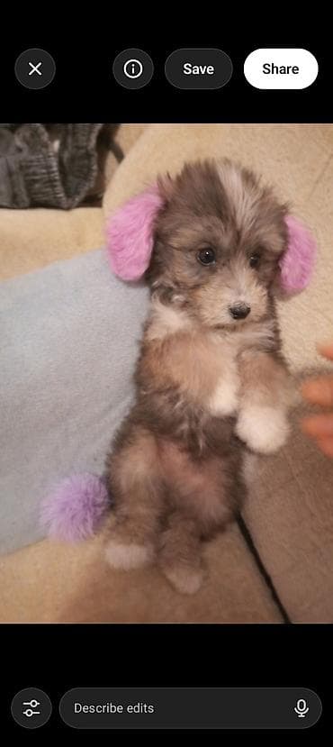 coban itlerin satisi: Pudel balasıdır evdə saxlamaq idial seçimdir üçün uşaqlar üçün idial — 2