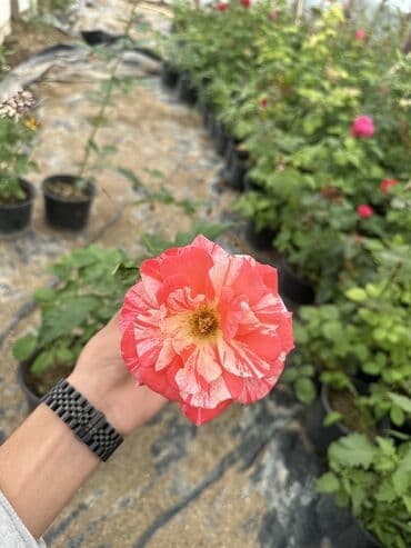 şaxtagülü qiyməti: Qızıl güllər satılır✅ İstənilən qədər var✅ Rəng çeşitləridə var✅ — 6