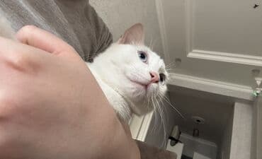 bala pişik ucuz: Dişi — 2