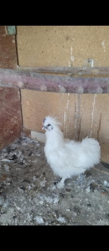 cins ineklerin satisi 2018: Toyuq, Damazlıq — 3