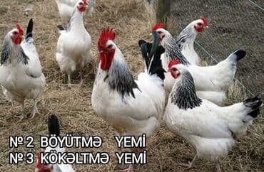 cucə yem qabı: Toyuqlar, cücələr və digər ev quşları üçün yem. Keyfiyyətli, qidalı və — 2