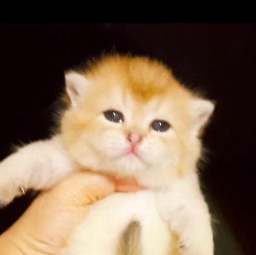 ev pişiyleri: Qızıl şinşilla, Erkək, Yaxşı əllərə, Ünvandan götürmə — 1