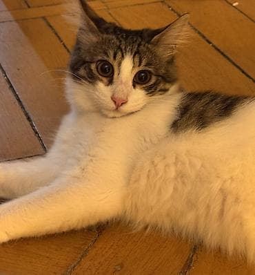 щенки в добрые руки: Пристраивается котенок, 4 месяца. От блох и глистов обработан. К лотку — 3