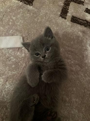 Akvariumlar: Britan — 3