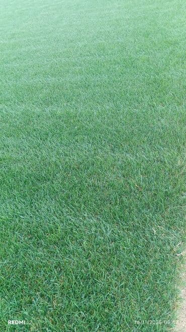 qazon suni: Rulet şəklində hazır qazon örtüyü - Tətbiq: həyət və bağ sahələri — 6