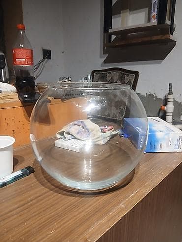 ev heyvanlarının satışı: Yumru akvarium, Boş, 5 l, Ödənişli çatdırılma — 2
