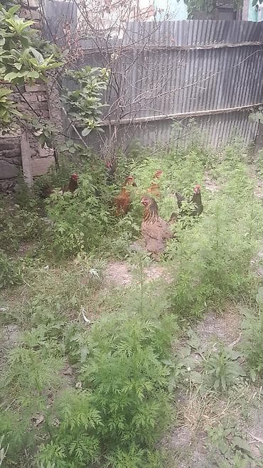 Toyuq, Yumurtalıq — 3