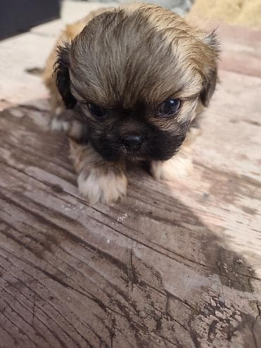 ağ quyruq ağlıca: Pekines, 1 ay, Erkek — 4